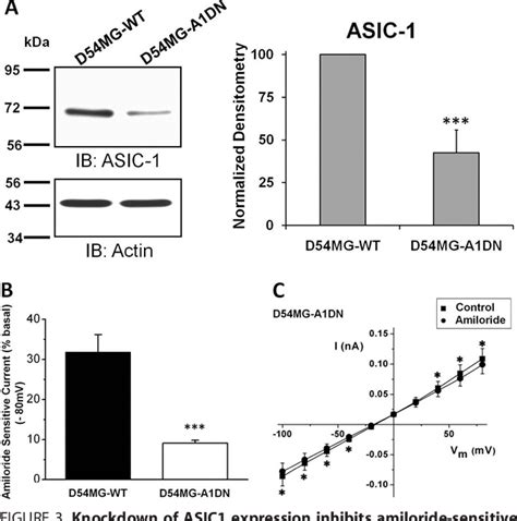 Figure From Glioma Specific Cation Conductance Regulates Migration