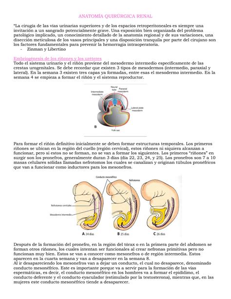 SOLUTION ANATOMÍA QUIRÚRGICA RENAL Studypool