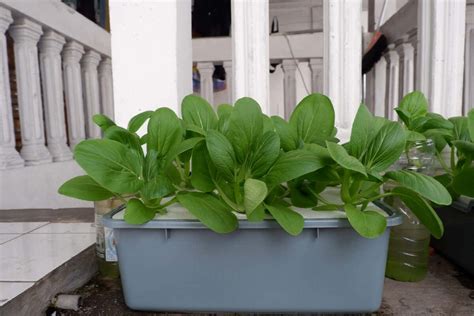 ¿cómo Tener Un Cultivo Hidropónico En Casa Mejor Con Salud