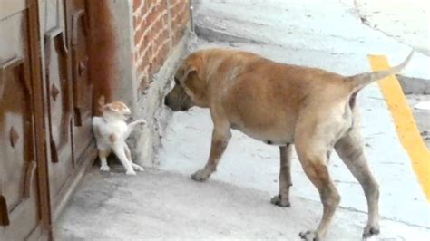 Gato Vs Perro Gato Gana YouTube