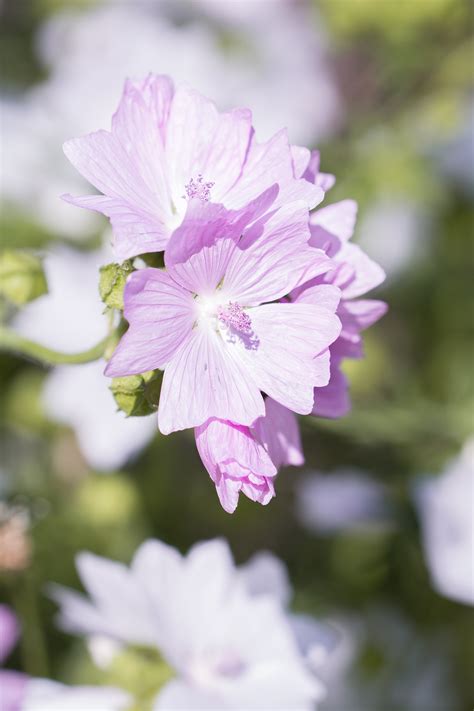 750x1334 Wallpaper Purple White Petal Flower Peakpx