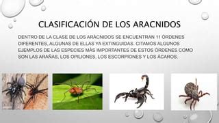 Aracnidos Ppt