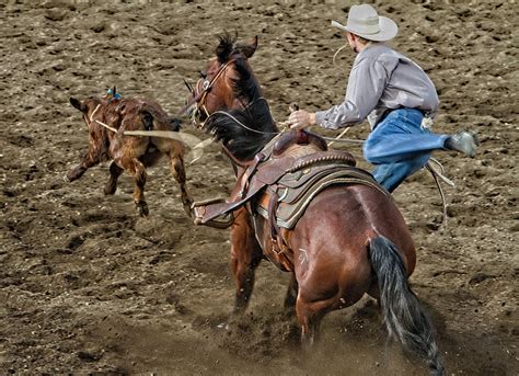 Calf Roping Action By David Goodell 500px