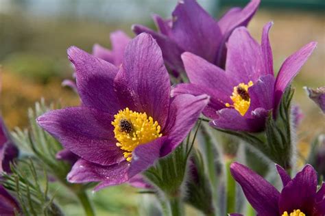 Pulsatilla vulgaris, common name Pasque flower - meaning "like Paschal ...