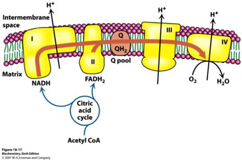 Biochemistry Electron Transport Chain Ch 18 Flashcards Quizlet