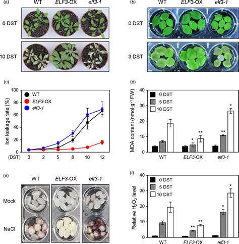 Arabidopsis EARLY FLOWERING3 Increases Salt Tolerance By Suppressing