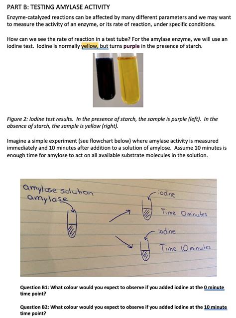 Solved PART B TESTING AMYLASE ACTIVITY Enzyme Catalyzed Chegg