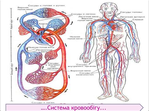Презентація на тему Кровоносна система (варіант 1) — презентації з ...