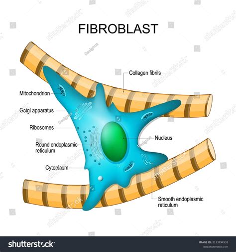 Fibroblast Anatomy Structure Cell Diagram Golgi Stock Vector Royalty