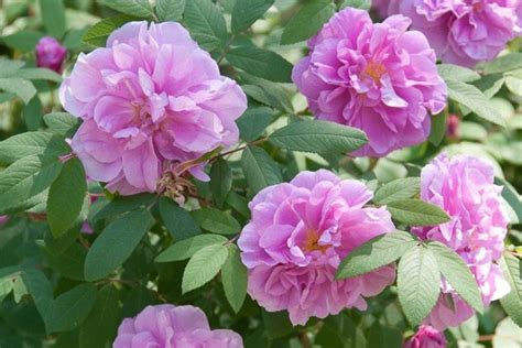 Rosa rugosa (Rugosa Rose)