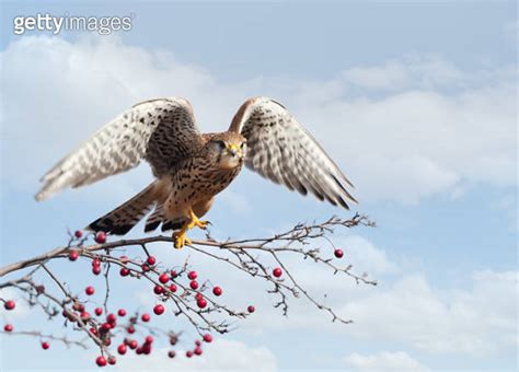 Common Kestrel Perched On A Tree Branch With Red Berries Against Blue