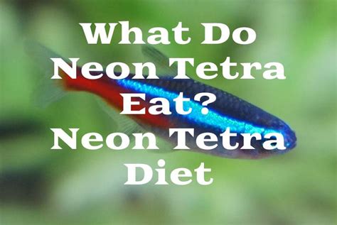 What Do Neon Tetra Eat | Neon Tetra Diet - Tetra Fish Care