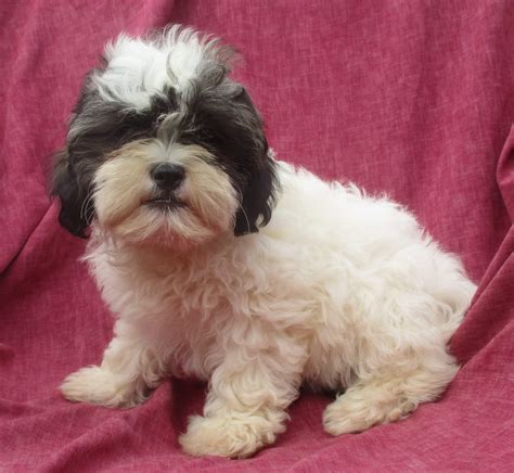 List Pictures Pictures Of A Shih Poo Puppy Completed