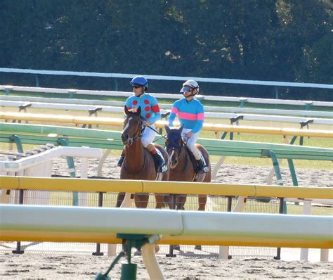 東京競馬場のかわいい誘導馬たち お馬さんジェムの一口馬主ブログ