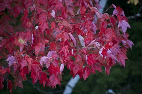 Red Maple Leaves • Free Nature Stock Photo