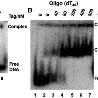 Binding Of Sv Tag To Dsdna A B Interaction Of Sv Tag With