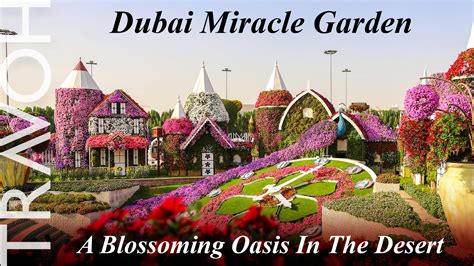 Dubai Miracle Garden A Blossoming Oasis In The Desert Travoh