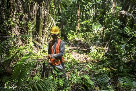 Rencana Pembangunan Jalur Petugas Monitoring Badak Jawa Antara Foto