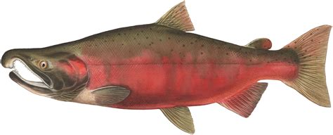 coho salmon wild salmon center