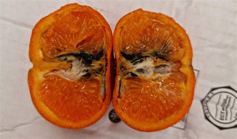 Tout Savoir Sur Le Faux Carpocapse Agrimarocma