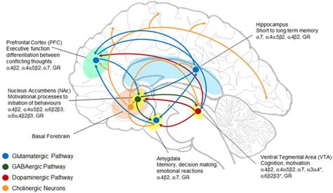 Resultado De Imagen De Nucleo Tegmental Dorsolateral Nucleus