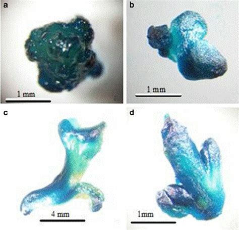 X Gluc Histochemical Reaction In Embryogenic Cultures A And Somatic