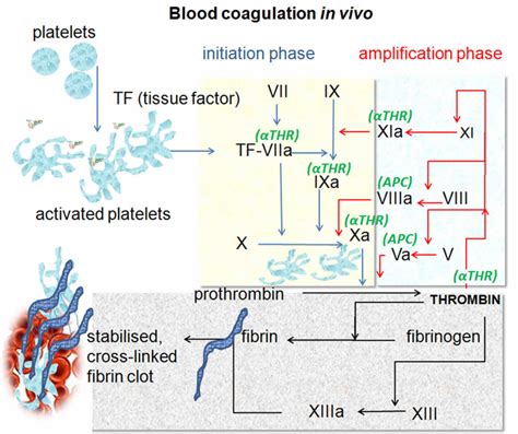 Fibrinogen Health Jade