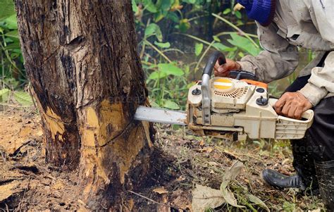 Man With Chainsaw Cutting The Tree Stock Photo At Vecteezy