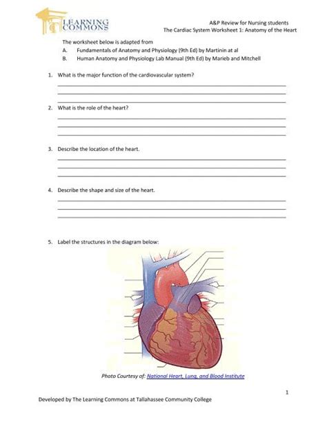 Anatomy Of The Heart Worksheet Preschool Printable Sheet