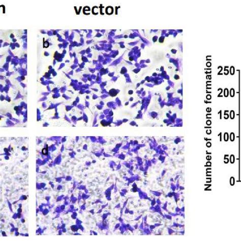 Regulation Of Pirna Overexpression On Cell Proliferation In