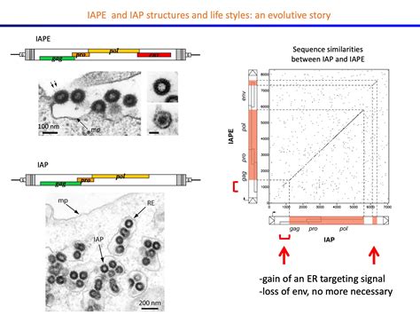 Fifty Years Of Reverse Transcriptase Thierry Heidmann Retroelements