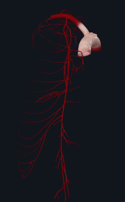 arteries subclavian branches Diagram | Quizlet