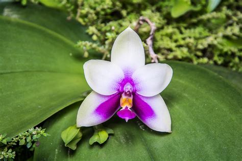 Come Curare Phalaenopsis Orchidea Metodi Efficaci E Consigli