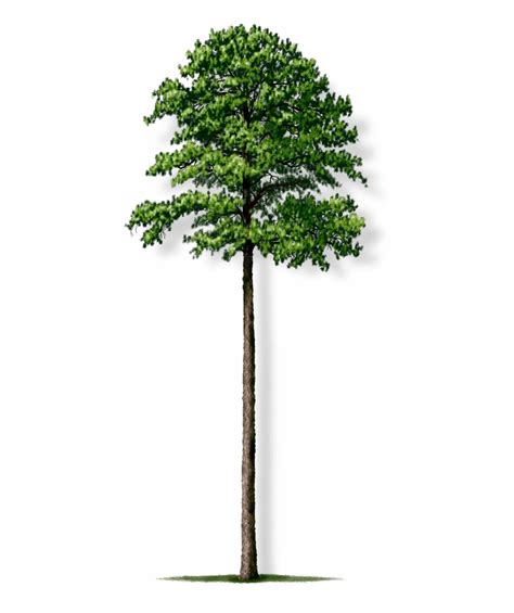 Tree Height Loblolly Pine Tree Png Clip Art Library