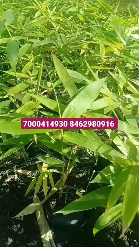 Well Watered Bambusa Tulda Plant Green Bamboo Plants For Plantation