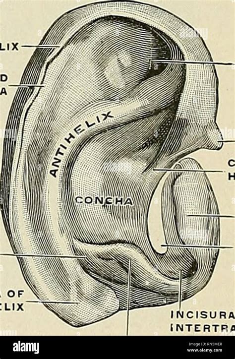 Anatomy Descriptive And Applied Anatomy Transverse Auricular