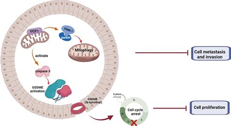 Mitochondrial Protein Ucp Inhibits The Malignant Behaviors Of Triple