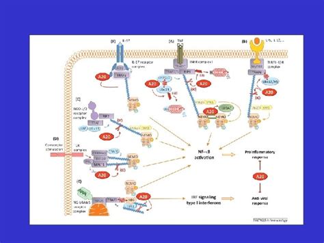 Identification Of Genes Involved In Multifactorial Diseases And