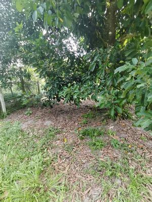 Agrilcuture Land For Sale 2 Acres Below Market For Sale RM3 139 000