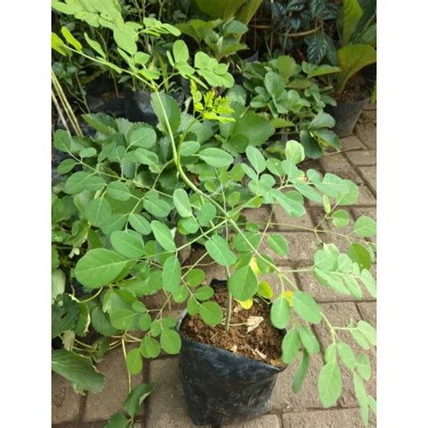 Jual Tanaman Herbal Daun Kelor Shopee Indonesia