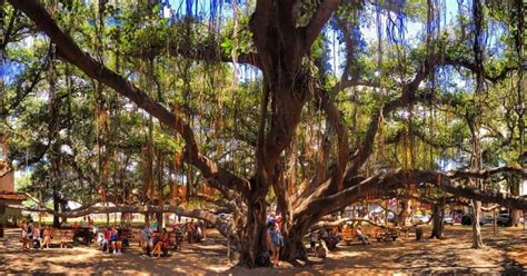 Burned But Still Standing Year Old Lahaina Banyan Tree Emerges