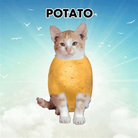 Potato Cat Potato GIF - Potato Cat Potato Cat - Discover & Share GIFs