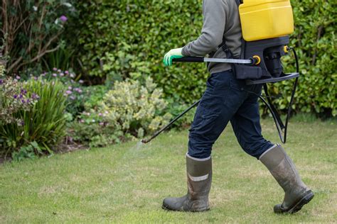 Struggling With Weeds How A Lawn Care Program Can Keep Your Lawn Weed