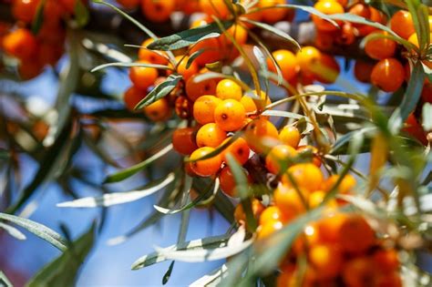 Premium Photo Ripe Sea Buckthorn Berries On A Branch