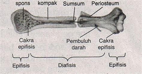 Struktur Dan Fungsi Tulang