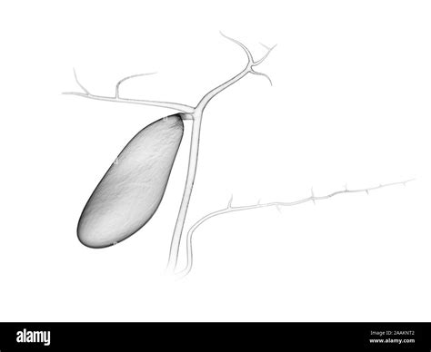 Gallbladder Computer Illustration Stock Photo Alamy
