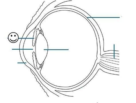 Eye Diagram Part 1 Diagram Quizlet