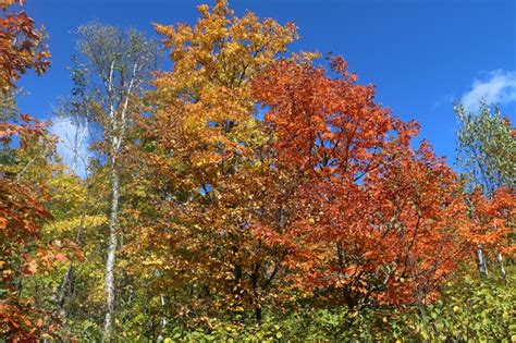 September Leaves – Boundary Waters Blog