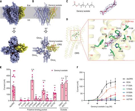 Structural Basis For Odorant Recognition Of The Insect Odorant Receptor