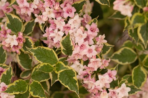 Garten Navi Panaschierte Liebliche Weigelie Weigela Florida Variegata